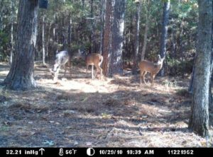 Hunting Joe Burns Inc