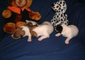 Jack Russell Puppies 2