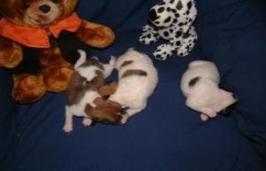Jack Russell Puppies 3