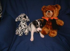 Jack Russell Puppies 4