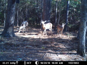 Hunting Joe Burns Inc