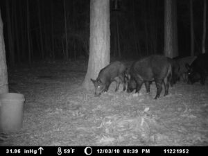 Pigs Joe Burns Inc