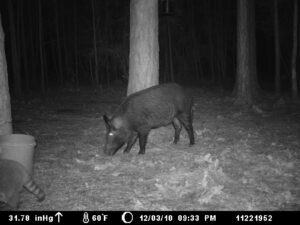 Pigs Joe Burns Inc